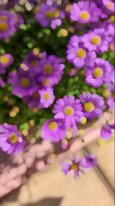 瑪格麗特 小雛菊